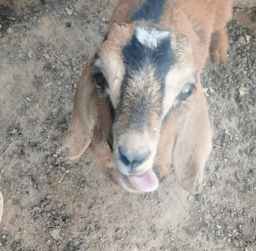 Item #32237202173720727343948986965561335091197107318394763909165930938525957488641 Media