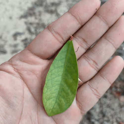 Item #31081804352330578596568685091517160537930858517835942894700269929539592781825 Media