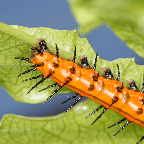 Item #47344123980109973813634142770242239438764360713225161879961011971460343791617 Media