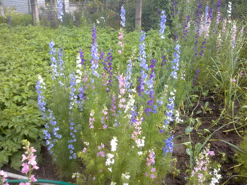 Item #41983459946325006344850038724007157971914249844141491949312562160045115047937 Media