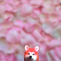 Pink dog on rose petals