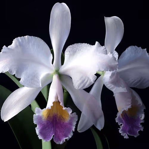 Item #26557395527935103024156889985671342145765592674552831961938483945737629466629 Media