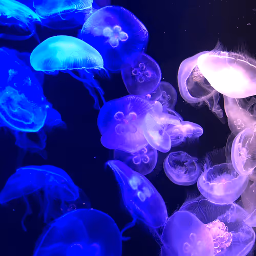 Item #26452922364535441754779799863703179015099908936527874713126758694012682502145 Media