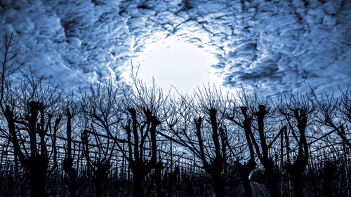 Item #11344951791161137659104281754392441656555545527549605551491260770232226021377 Media