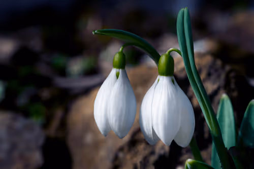 Item #33320035369382812626191691712321193911633617638835009493601594475380243169281 Media