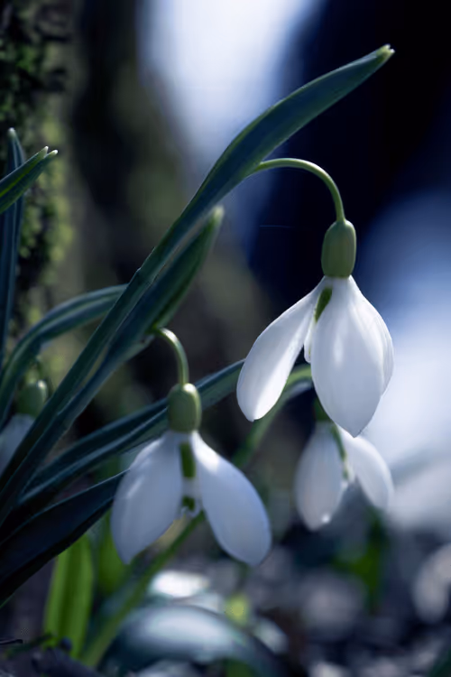 Item #33320035369382812626191691712321193911633617638835009493601594473181219913729 Media