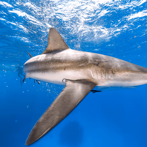 shark