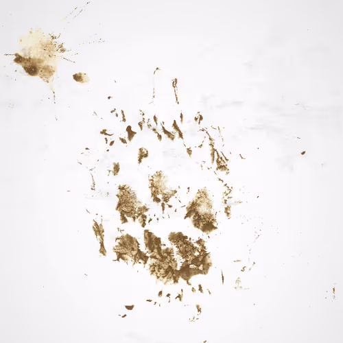 Item #94376759896302123799325223157901749771994620698269210834977082546138453639169 Media