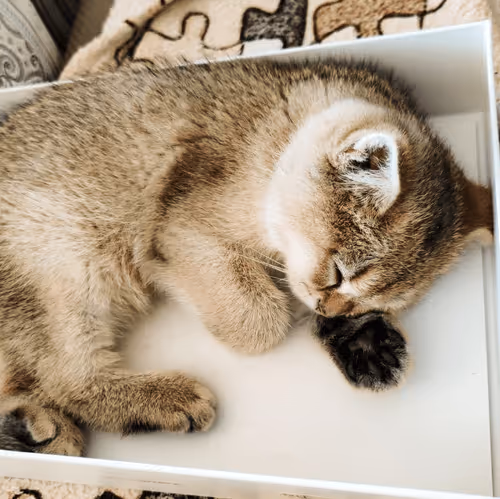 Item #85779533797330856680551245112287399753979626451492036541087858588286495752193 Media