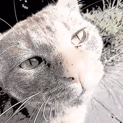 のらねこ　No.6