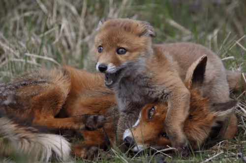 Item #13941605867614837690918824446887130433588477775612288025294768851516760522753 Media