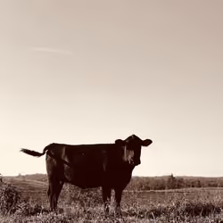 Confused Cow