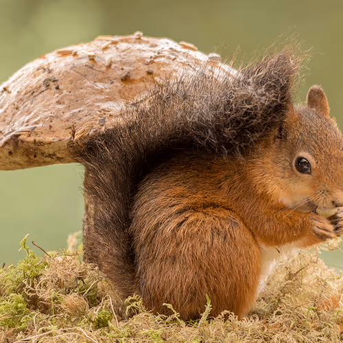 Item #41723246610632705543282218396403645401617984070439185990108432285407876481027 Media