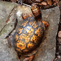 Turtle Turtle