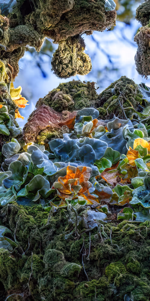 Item #53204195999668057401361450590388499232587888718751066529720239267510944268289 Media