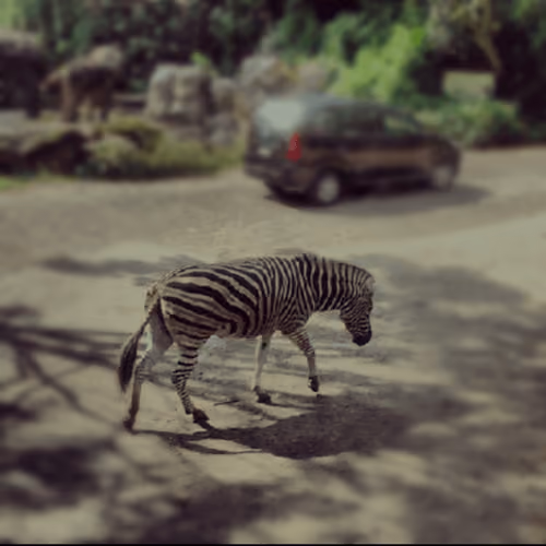 Zebra