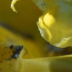 Yellow Plastic Beauty 3