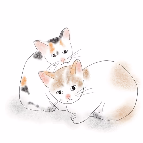 Koreancats_0001