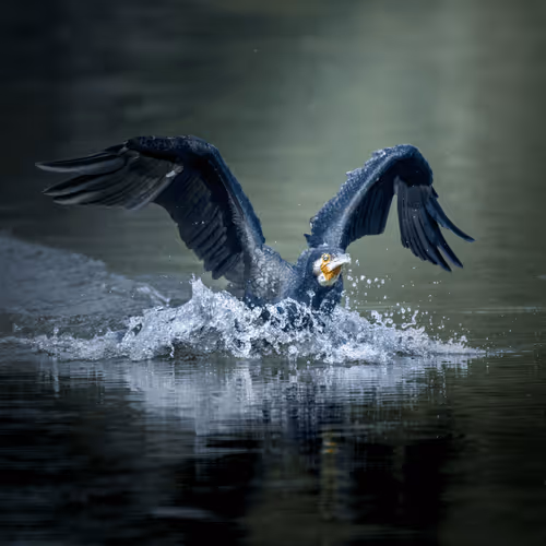 61684684013370051227163866082320023750896296023852719411798081114927311880217