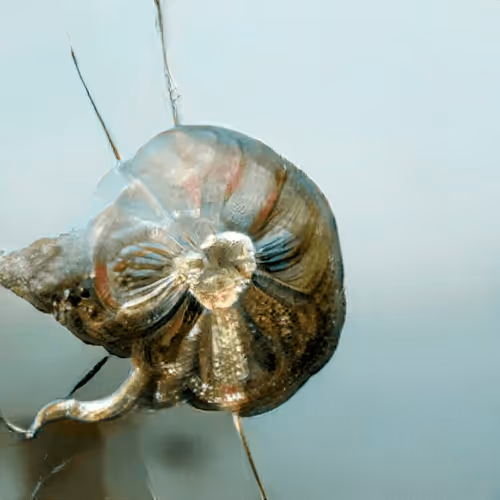 Item #4750064852715738149564930854294668621974194112560083604087540869982498848769 Media