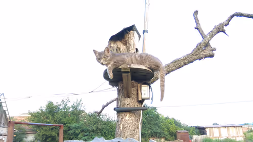 Item #17319939953167637780600282992121422872105245519410634407643257878458958610433 Media