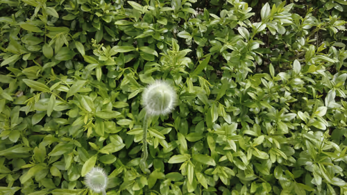 Item #98679578177621649628089872010712381059223698631184272161596299646552644780033 Media