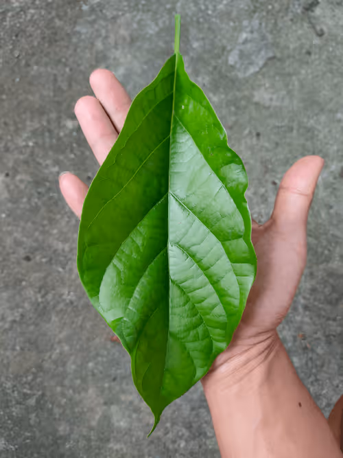 Item #31081804352330578596568685091517160537930858517835942894700270003206871842817 Media