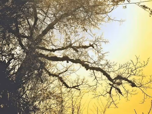 Item #84322506984009659559923408772288194812278509415660143482754304573023119736833 Media