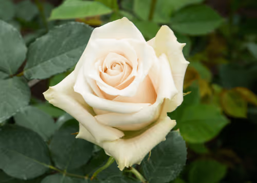 Item #68327891815088974381680309106564733444446266155657330601700582171070018093057 Media