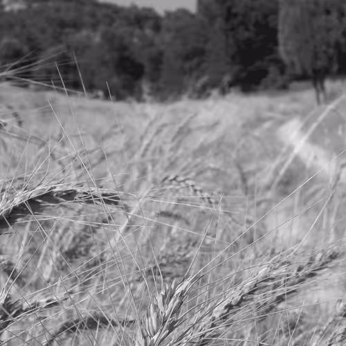 Item #107742627867956892364714120184147413803821811265510288122929724885046269050881 Media