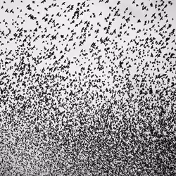 109162157552346088047496633038404394118504199992061596446112929394023943110657