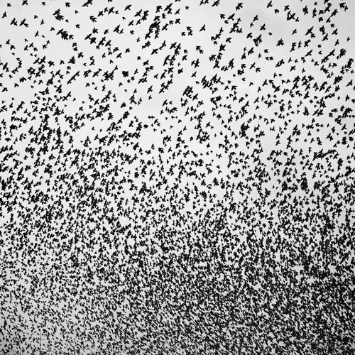 109162157552346088047496633038404394118504199992061596446112929394023943110657