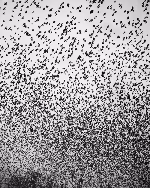 Item #109162157552346088047496633038404394118504199992061596446112929394023943110657 Media