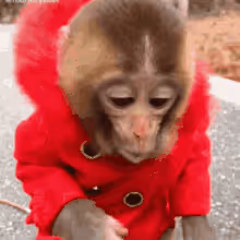 Item #98404222102123426260948593143866582448311353947226092542194126087588505714689 Media