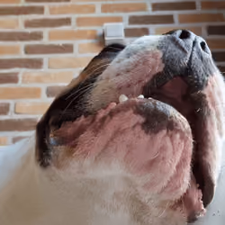 HOWL