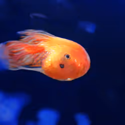 93923887731966639760197662534300547726212510779526051617655967260138564222977