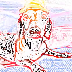 Dogs 04 Leisure Day