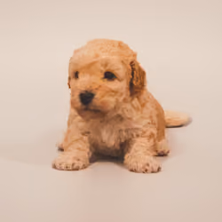 fluffy and small