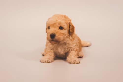 Item #1221306337100687933341799586999295926059352826216580485186700634727605338113 Media