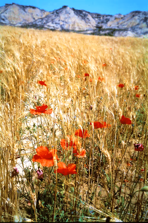 Item #61601413983432262200822046408210296549184035160504594584973518317179849670756 Media