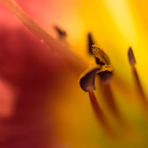 Item #16169064393399629467859942900905405490006492366557123064973208557034116481025 Media