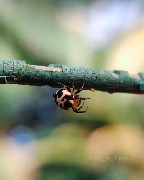 Item #96373460507912281939903112807065392587728079623754575039603803299244387860481 Media