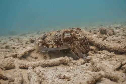 Cuttlefish