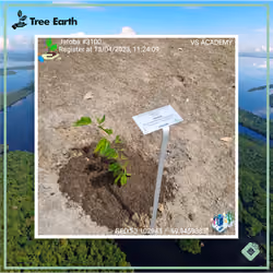 Jatobá[Hymenaea courbaril] - Plant Certificate #3100