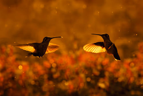 Item #25621925064279012681246301446131385931262547461970292834419122488274556289025 Media