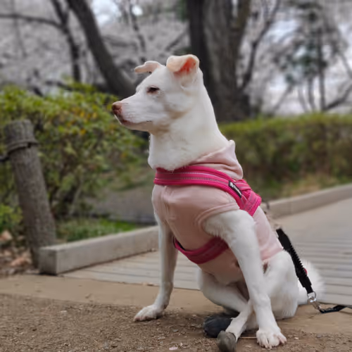 Item #21641457647604119415336293419062628234912656034096128592142110512336032759818 Media