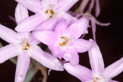 Item #47344123980109973813634142770242239438764360713225161879961011978057413558273 Media