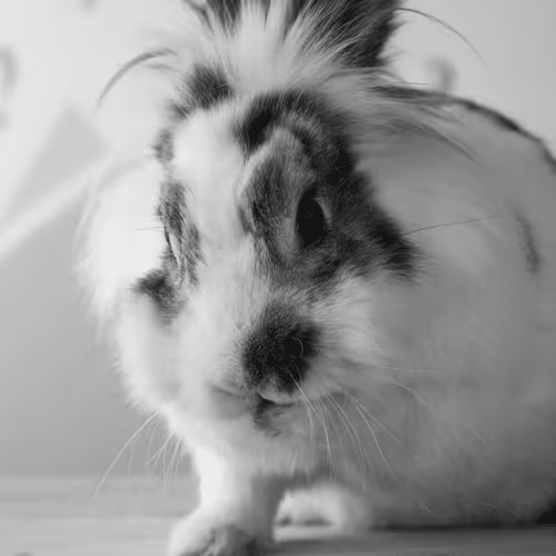 Item #30265843479262384956093019628837850890076542152676219222774220929396081950730 Media