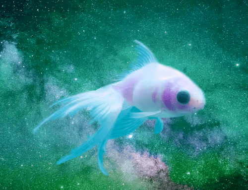 Item #64831065688873909434537665941137318682836571431209528516298654543967271518213 Media