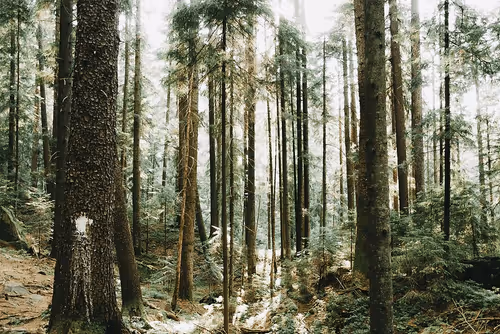 Item #96085108944612284807369557798645961802562959138793145435579965128576920977409 Media